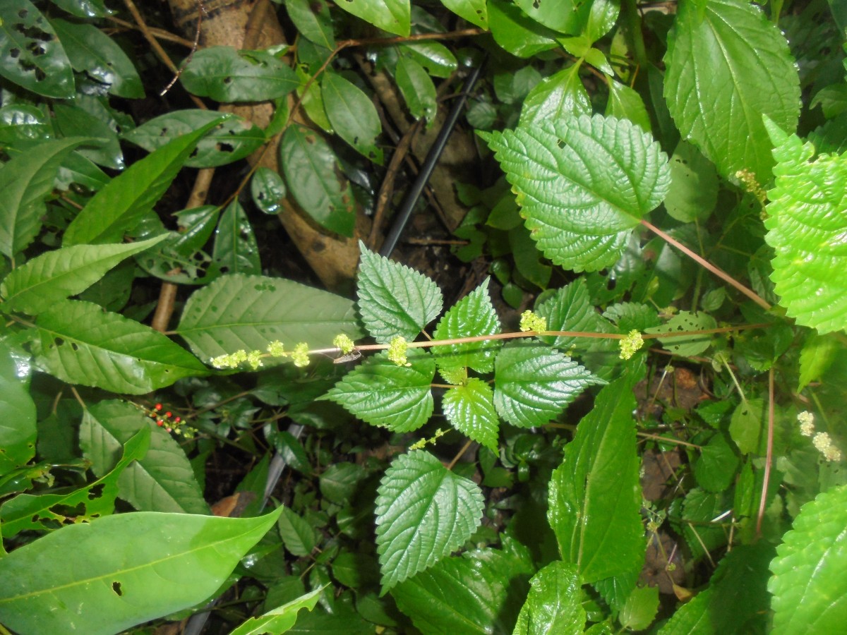 Laportea interrupta (L.) Chew